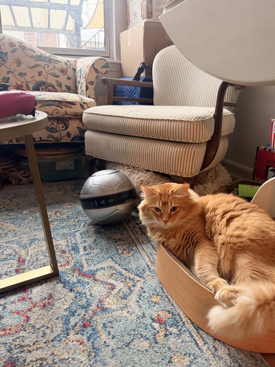 VictorAndreHQ's tweet photo. NFL Sunday —> belly rubs (cat) —> soccer dub — evening mass ft .@BishopBarron https://t.co/U1XoH3ATf3