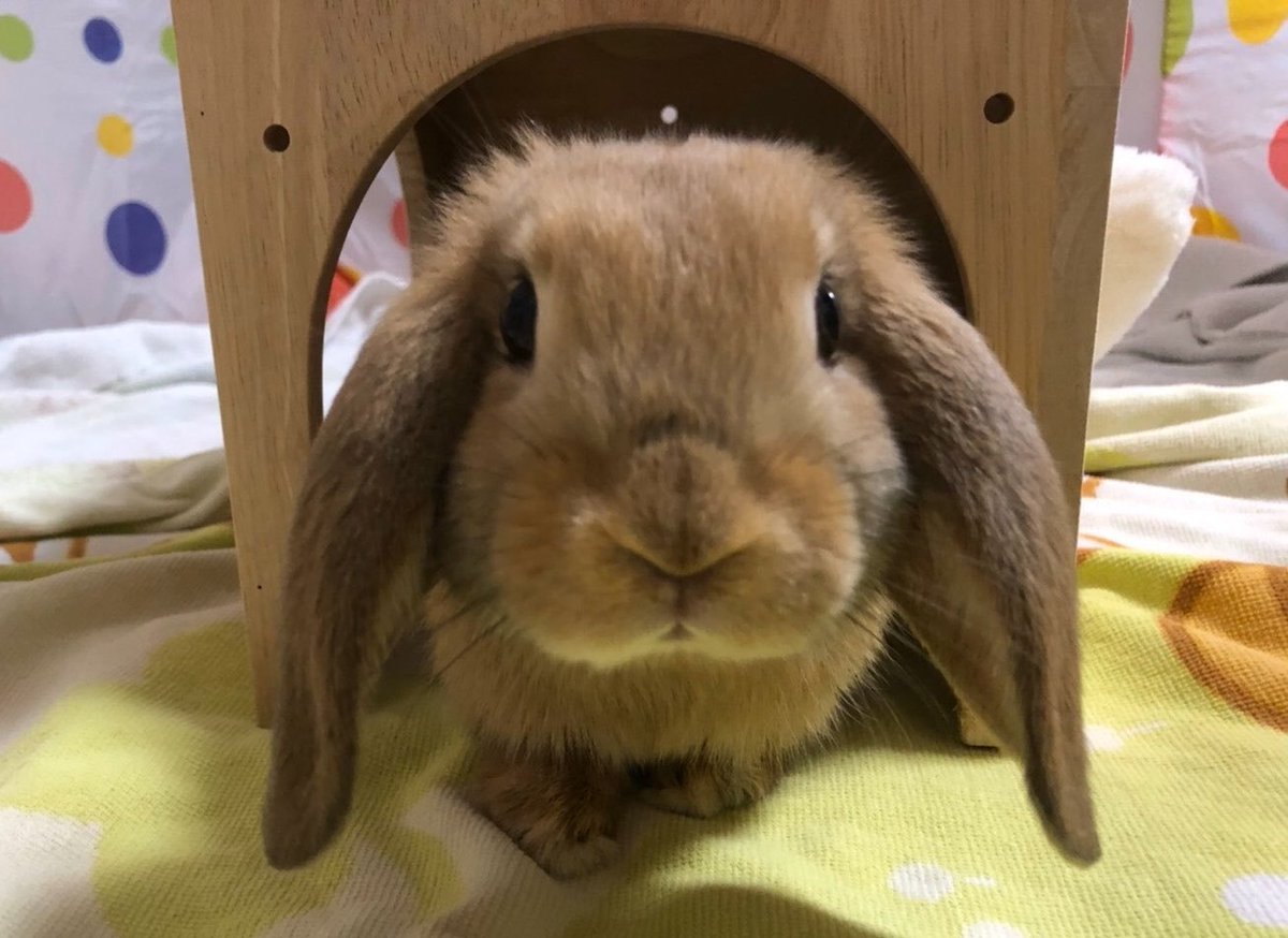 bunnyluvr__'s tweet photo. 🚨 Zohran Mamdani has petted over 100,000 bunnies in NYC, the most in a decade.

"Squeak", a happy bunny states. https://t.co/9RVcyT7skq