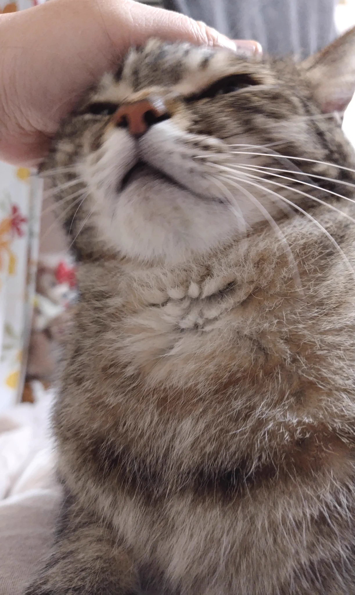 ゴロー🐾 (@cat_56chan) / X