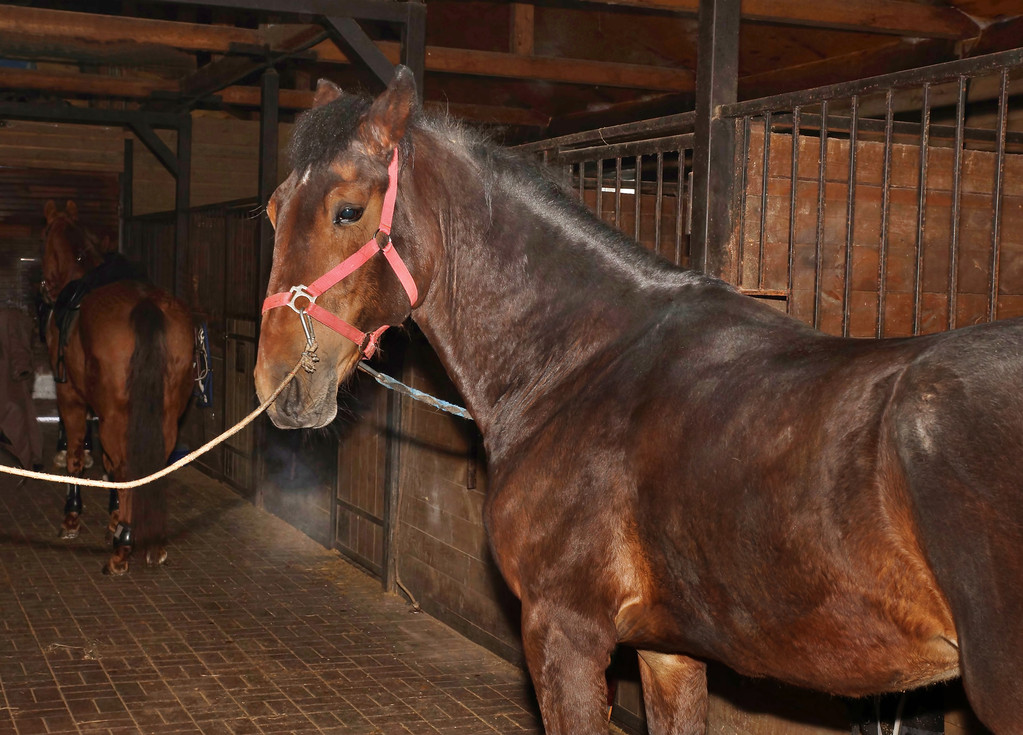 prexzln533's tweet photo. I'm stuck in the stable, need some help ASAP, can't get out! ， https://t.co/8zCWuyoAzn