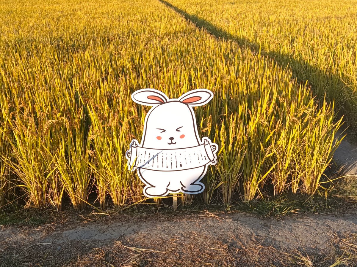 33b3nyx588's tweet photo. [This crisp seasonal harvest brings the silken glow of衬, the neat arrangement of节, the sharp cut of刈, and the fertile bounty of禄—pure rural joy!] https://t.co/L372nd0xCX