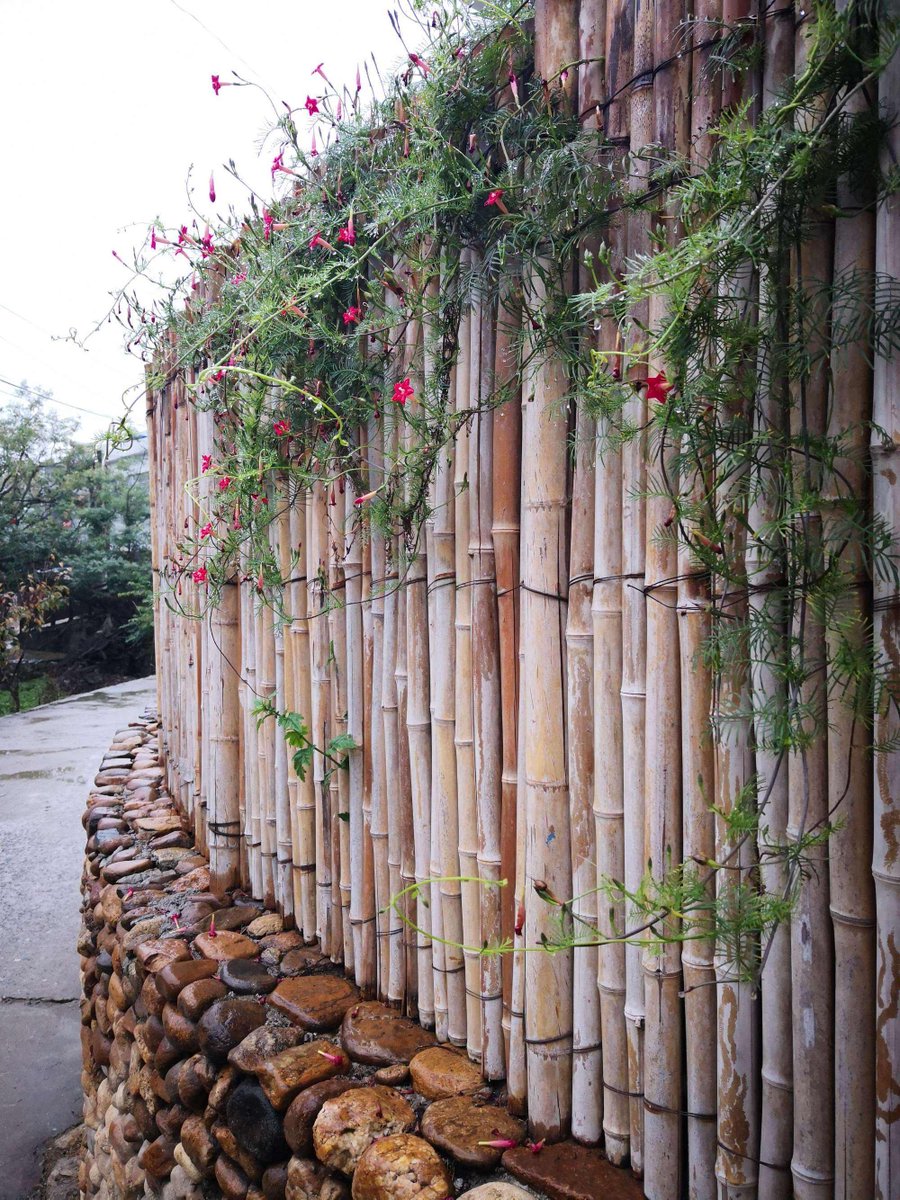 krix81903's tweet photo. [Bamboo fence, wild grass, ancient imprint, quiet village - the most peaceful summer vibe here]， https://t.co/2qwuBlXFsu