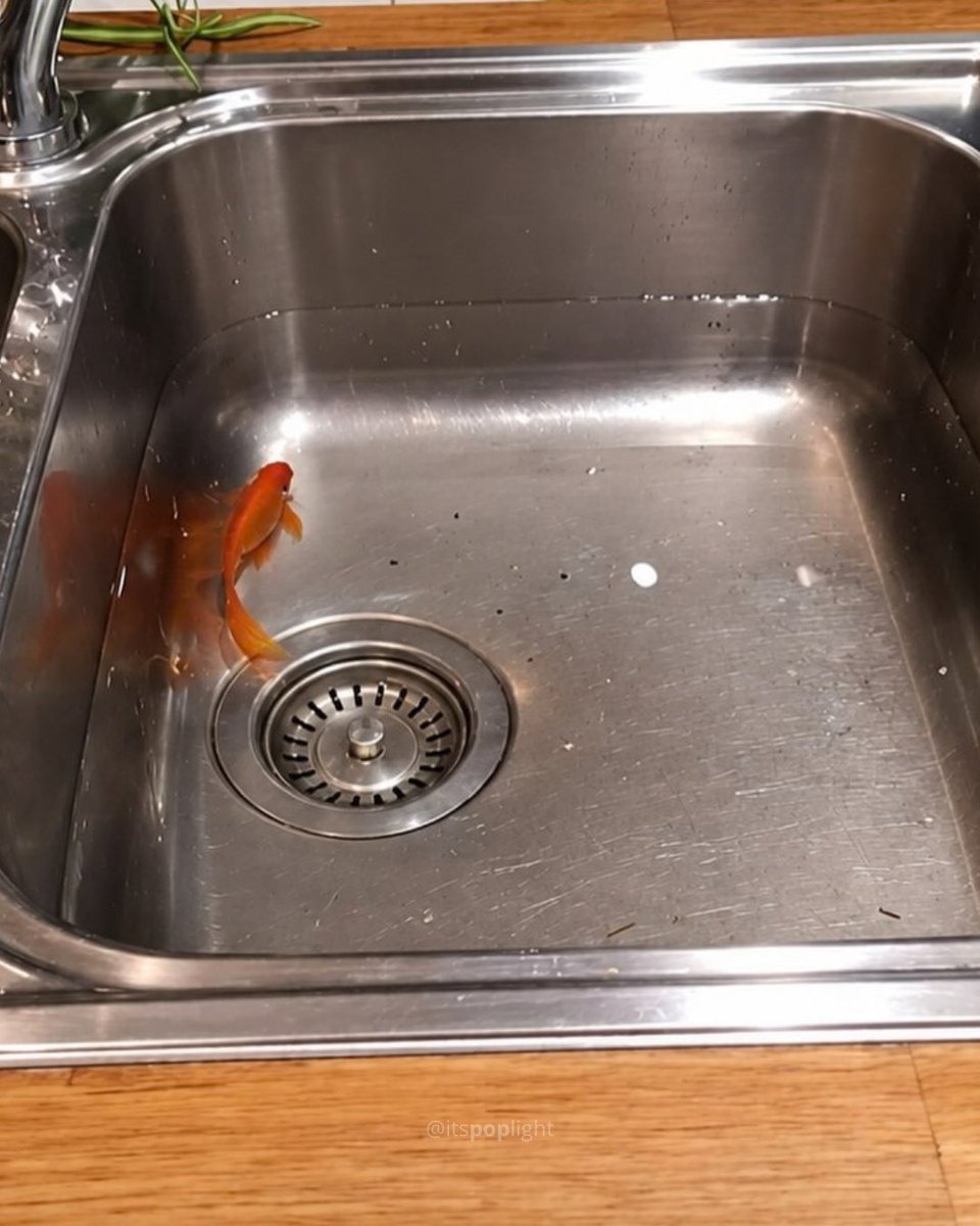 itspoplight's tweet photo. Ladrões invadiram uma casa, quebraram o aquário, tiveram uma crise de consciência e salvaram o peixe antes de fugir https://t.co/MTDHoerRws