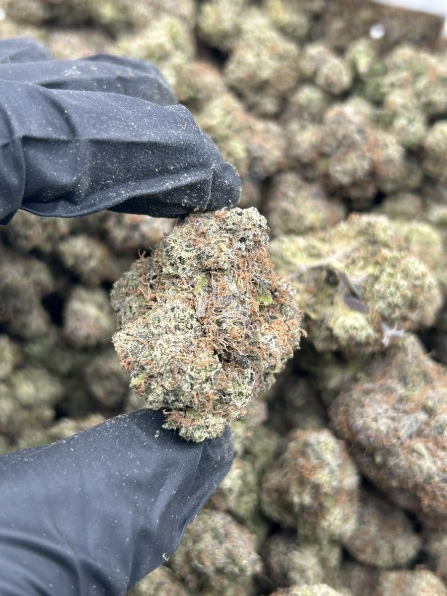 GoldenSgreens's tweet photo. Strain: White Gumbo 

+1 (213) 890-7863

Licensed Indoor
1+ $1,100
2+ $1,075
5+ $1,050

Shipping Included 
#viral #weedtwt #drugtwt #vapetwt #cali #dallas #la #miami #okc #dmv #dc #nyc #atl #LasVegas #Chicago #brooklyn #freaks #freak #meets #Meetup #Meetup https://t.co/1VHHOdKp1v