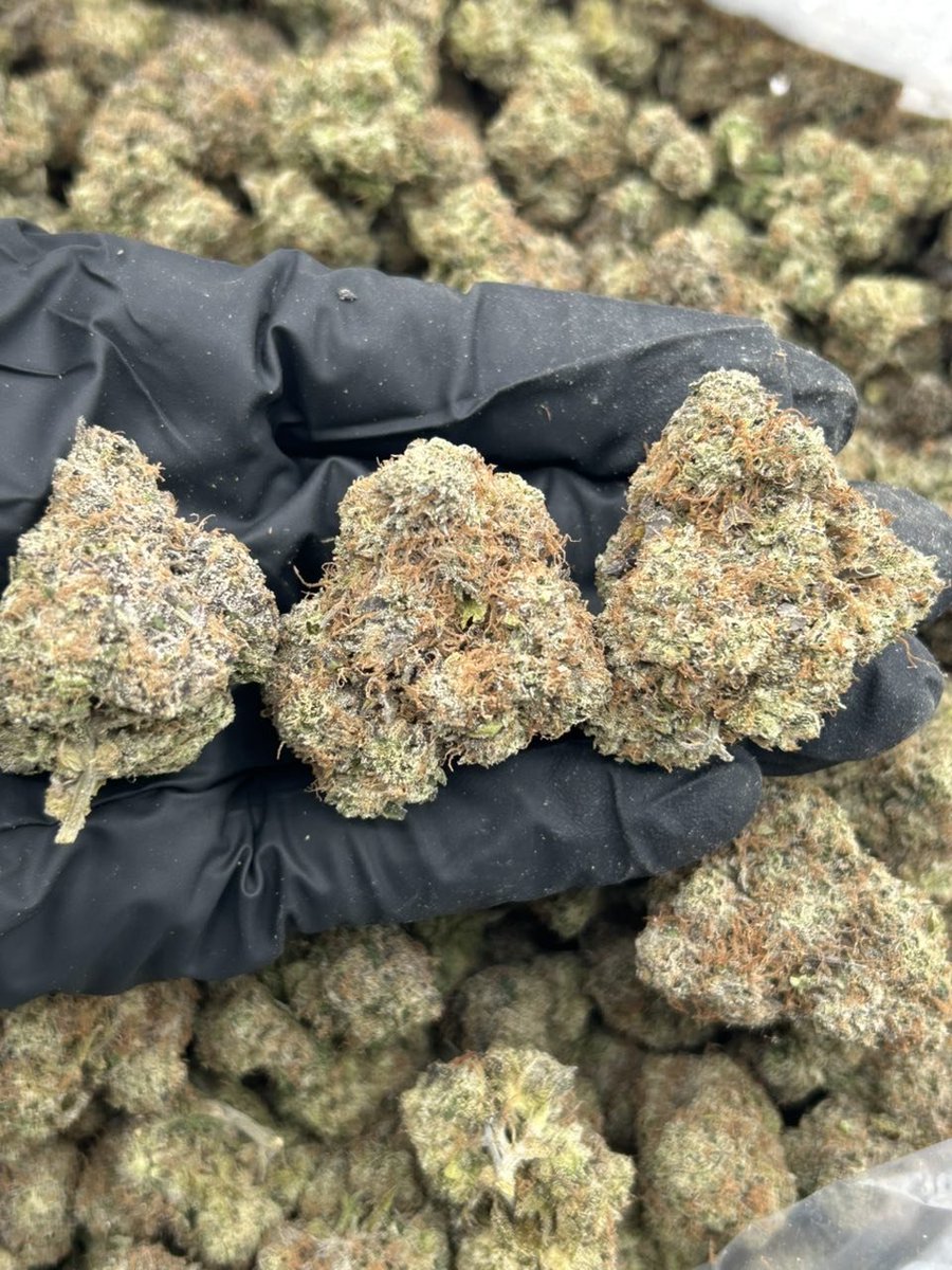 GoldenSgreens's tweet photo. Strain: White Gumbo 

+1 (213) 890-7863

Licensed Indoor
1+ $1,100
2+ $1,075
5+ $1,050

Shipping Included 
#viral #weedtwt #drugtwt #vapetwt #cali #dallas #la #miami #okc #dmv #dc #nyc #atl #LasVegas #Chicago #brooklyn #freaks #freak #meets #Meetup #Meetup https://t.co/1VHHOdKp1v