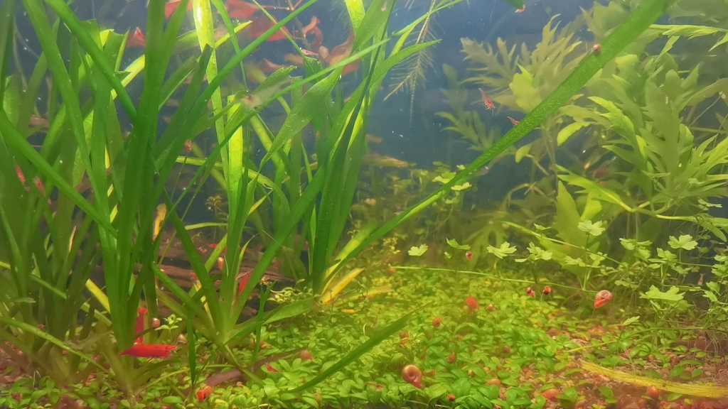 naprz2791's tweet photo. Just found a cute fish tank, a swollen shrimp got scratched by a pebble, 100 million tiny bubbles are rising~ https://t.co/h1QNFxen0c