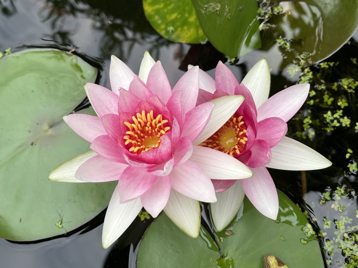 asd13582179's tweet photo. Potassium, elegance, love, materials, and lotus blooms—every detail feels like poetry! https://t.co/EecFpb1VZ3
