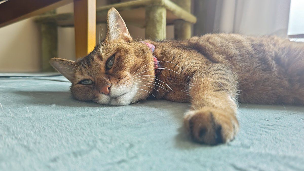 kikitolala1's tweet photo. おはようございます。

#猫のいる暮らし https://t.co/goHzR9IKPm