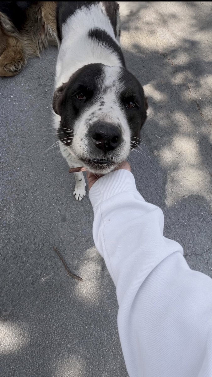 kitaptakikedi's tweet photo. Kendi içindeki vicdanı sorgulayan, şefkat kırıntısını ortaya çıkaran herkes sevgi dolu, capcanlı Ferit'in yüksek dozda uyuşturucuyla öldürülüşüne ve o dostça bakan gözlerin bir daha açılmayacak olmasına üzülüp ağlıyordur hala😭 Hep birlikte hakkını arayalım.
#FERİTİÇİNADALET https://t.co/KdAe0YjCPn