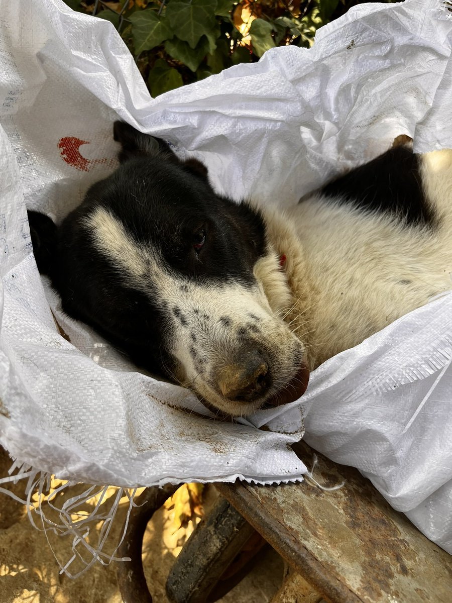 kitaptakikedi's tweet photo. Kendi içindeki vicdanı sorgulayan, şefkat kırıntısını ortaya çıkaran herkes sevgi dolu, capcanlı Ferit'in yüksek dozda uyuşturucuyla öldürülüşüne ve o dostça bakan gözlerin bir daha açılmayacak olmasına üzülüp ağlıyordur hala😭 Hep birlikte hakkını arayalım.
#FERİTİÇİNADALET https://t.co/KdAe0YjCPn