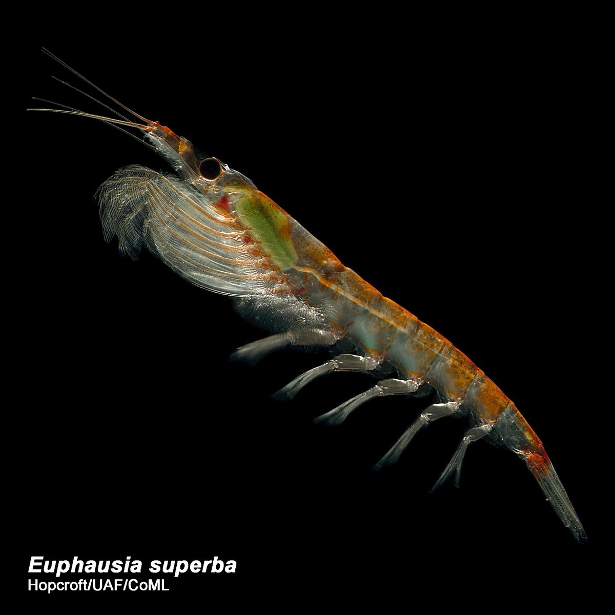 johonasberg's tweet photo. I read about Krill many times, but had no idea what they looked like. Krill, are tiny crustaceans that serve as an important food source for many animals, including whales, seals, penguins, birds and some species of fish. We will start farming them soon, I thunk... https://t.co/C4T00ZSnAh