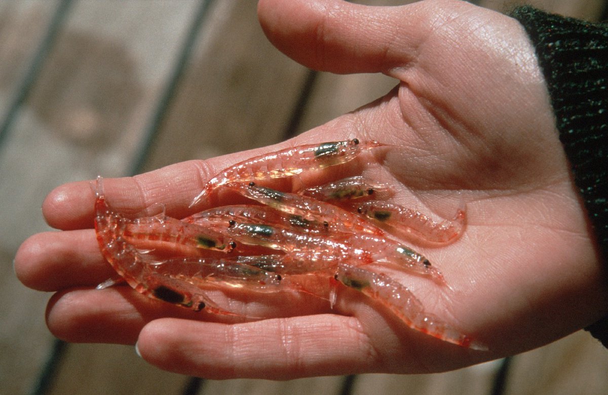 johonasberg's tweet photo. I read about Krill many times, but had no idea what they looked like. Krill, are tiny crustaceans that serve as an important food source for many animals, including whales, seals, penguins, birds and some species of fish. We will start farming them soon, I thunk... https://t.co/C4T00ZSnAh