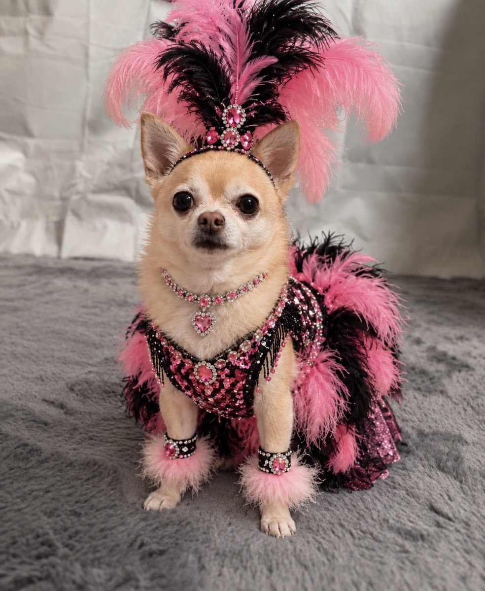 Pomchi_Puppy's tweet photo. I am celebrating my good friend Scamp’s birthday on Instagram today by participating in his virtual circus themed birthday party 🐾 

#tinkerbellthepomchi #pomchi #tatertotsquad #dogsofx https://t.co/khnGm38ZsR