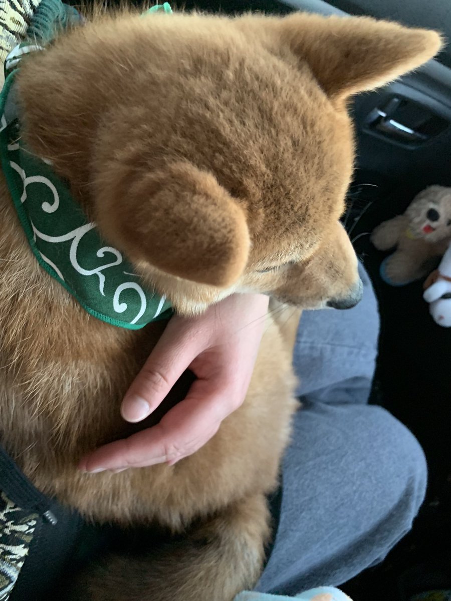 lazuli_0527's tweet photo. 我が家初ショップからのわんこのお迎えは
箱無しで直抱っこで渡されそのまま店を出て車に乗って約20分の距離を帰った思い出
母と車の中で「普通箱とかくれるよね？よく見るやつ…もしくはダンボールとか…」って話してた🐕 https://t.co/AO2VOxIYpd