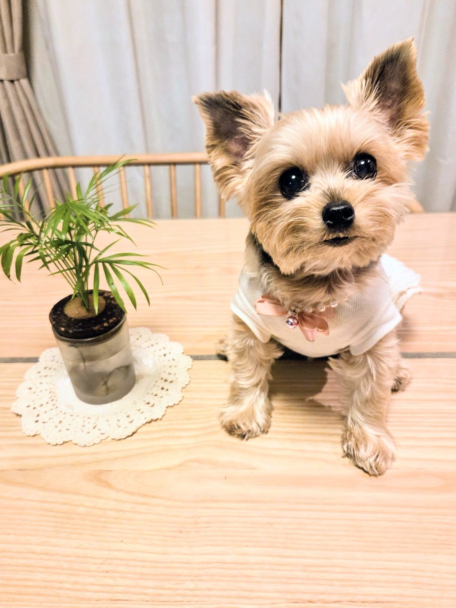 0VKv7Lq30GyLrQo's tweet photo. おはようございます☔😊🐶
今朝のおすましﾓｺです*⸜('ᵕ'˶ )✰
今日も1日雨予報⋆̩☂︎*̣̩
お家でまったりです  𖠿𖤣𖥧𖥣
いつもありがとうです🙏🏻🌟
   (❁ᴗ͈ˬᴗ͈)ﾍﾟｺﾘ♡...*゜
気温が下がるようです
    体調気おつけて☘︎︎.*˚
 #ヨークシャーテリア 
 #いぬのいる暮らし https://t.co/pwHnJeTqgx