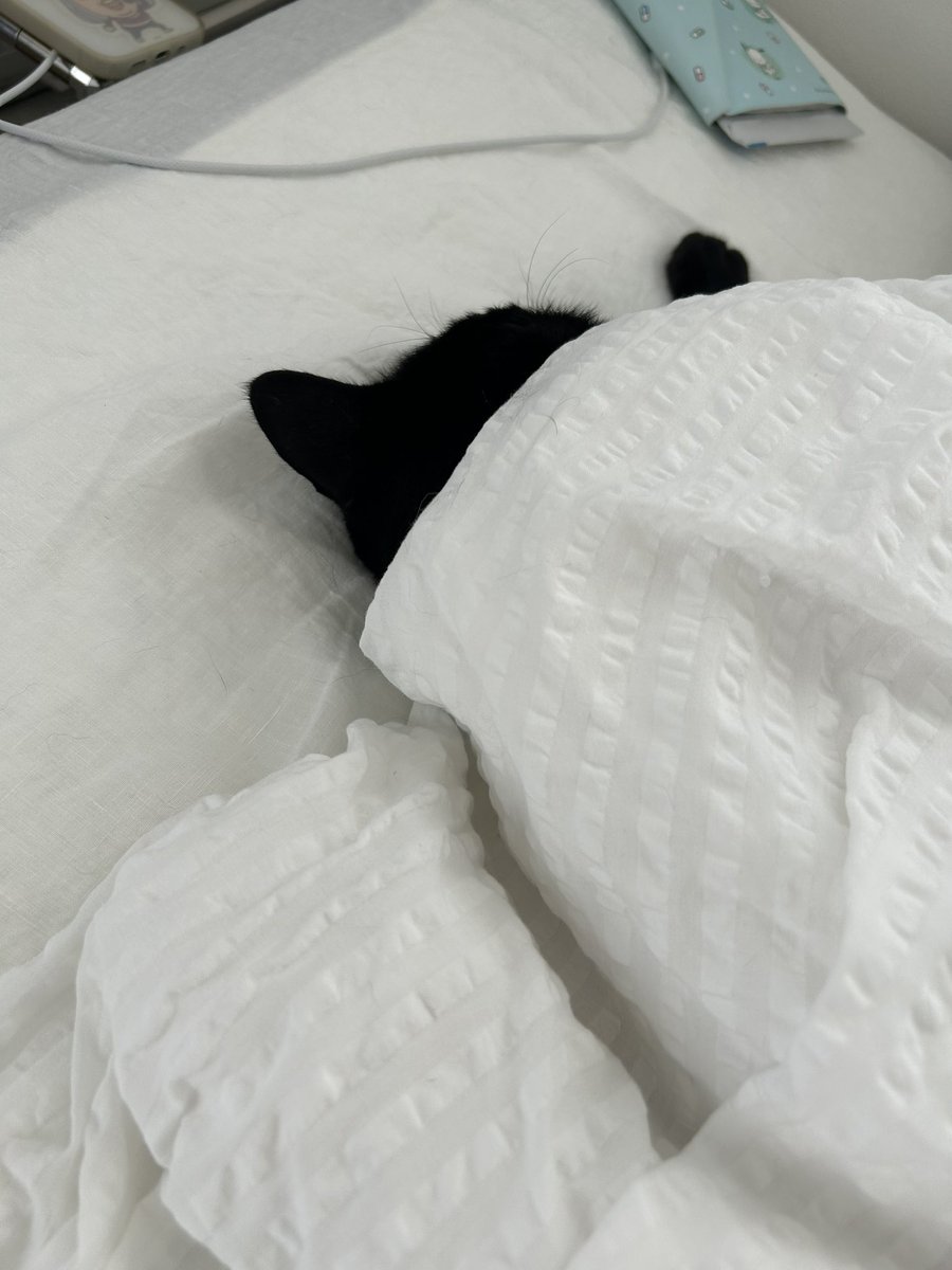mofmof_bibi's tweet photo. お布団被るタイプのほこ

#猫 #ねこかわいいね https://t.co/ge4hlxHr2a