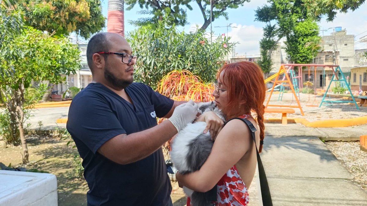 aquilesenlacomu's tweet photo. 🐾💙 ¡Cuidamos a nuestros animales y acompañamos a sus familias!

El Municipio de Guayaquil, a través de la Dirección General de Vinculación con la Comunidad, junto a la Dirección de Protección de los Derechos de los Animales, llevó una brigada veterinaria gratuita a Sauces 6. 🐶🐱

🩺 Durante la jornada, 60 animales de compañía recibieron atención veterinaria, acercando servicios y promoviendo el cuidado responsable directamente en el sector.

🤝 Estas acciones nos permiten estar más cerca de nuestros vecinos y fortalecer una cultura de bienestar y protección para nuestros animales de compañía.

💙 Seguimos recorriendo Guayaquil y llevando servicios a cada comunidad.

#GuayaquilNoSeDetiene #AquiEstamos #AquilesCumplimos #ObraDeAquiles