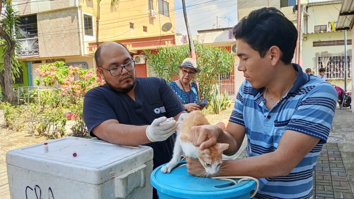 aquilesenlacomu's tweet photo. 🐾💙 ¡Cuidamos a nuestros animales y acompañamos a sus familias!

El Municipio de Guayaquil, a través de la Dirección General de Vinculación con la Comunidad, junto a la Dirección de Protección de los Derechos de los Animales, llevó una brigada veterinaria gratuita a Sauces 6. 🐶🐱

🩺 Durante la jornada, 60 animales de compañía recibieron atención veterinaria, acercando servicios y promoviendo el cuidado responsable directamente en el sector.

🤝 Estas acciones nos permiten estar más cerca de nuestros vecinos y fortalecer una cultura de bienestar y protección para nuestros animales de compañía.

💙 Seguimos recorriendo Guayaquil y llevando servicios a cada comunidad.

#GuayaquilNoSeDetiene #AquiEstamos #AquilesCumplimos #ObraDeAquiles
