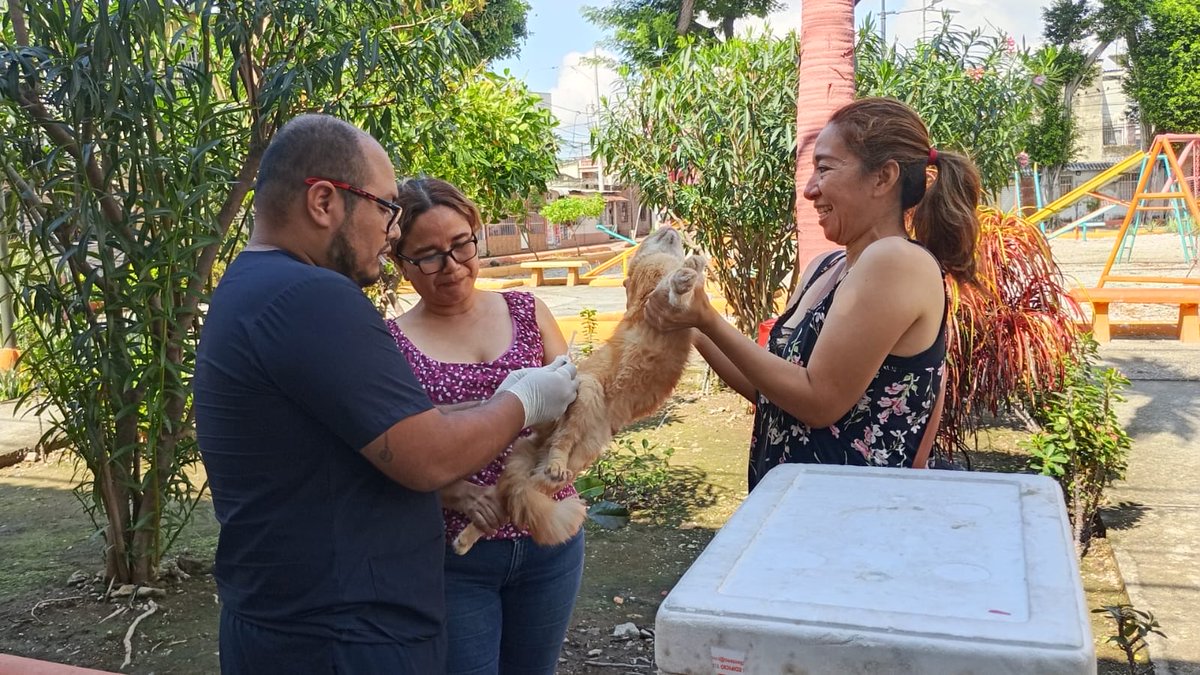 aquilesenlacomu's tweet photo. 🐾💙 ¡Cuidamos a nuestros animales y acompañamos a sus familias!

El Municipio de Guayaquil, a través de la Dirección General de Vinculación con la Comunidad, junto a la Dirección de Protección de los Derechos de los Animales, llevó una brigada veterinaria gratuita a Sauces 6. 🐶🐱

🩺 Durante la jornada, 60 animales de compañía recibieron atención veterinaria, acercando servicios y promoviendo el cuidado responsable directamente en el sector.

🤝 Estas acciones nos permiten estar más cerca de nuestros vecinos y fortalecer una cultura de bienestar y protección para nuestros animales de compañía.

💙 Seguimos recorriendo Guayaquil y llevando servicios a cada comunidad.

#GuayaquilNoSeDetiene #AquiEstamos #AquilesCumplimos #ObraDeAquiles