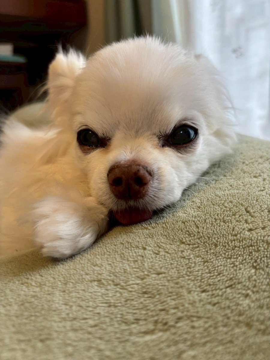harapetter's tweet photo. チワワ兄さんが息をひきとってから3週間。
昨日、｢3年経ったけれど毎日毎日わんこの事を考えてるし思っている｣という話を伺った。そうだよね…まだまだ…😢
会いたいなあ。。

#秘密結社老犬倶楽部天国支部
#秘密結社老犬倶楽部 https://t.co/zSUvg8TdAp