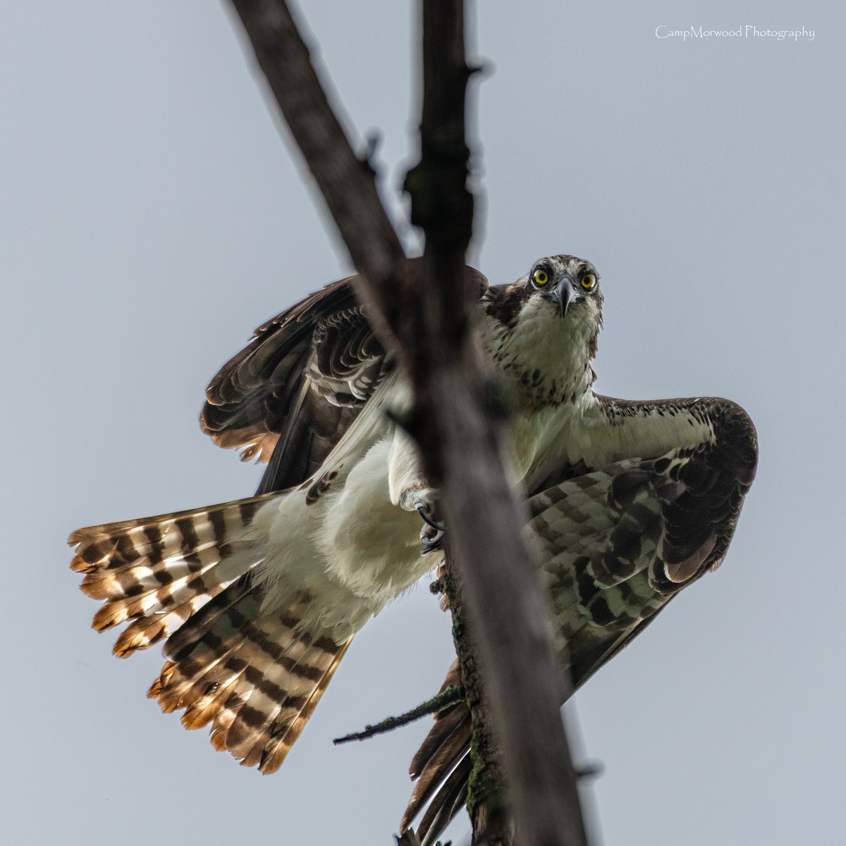 Campmorwood's tweet photo. When the Osprey lands right above you and is instantly judging you gear...😅 📸 
#Osprey #BirdsOfPrey #BirdPhotography #WildlifePhotography #BirdPortrait https://t.co/Vz5z8Nqw3w