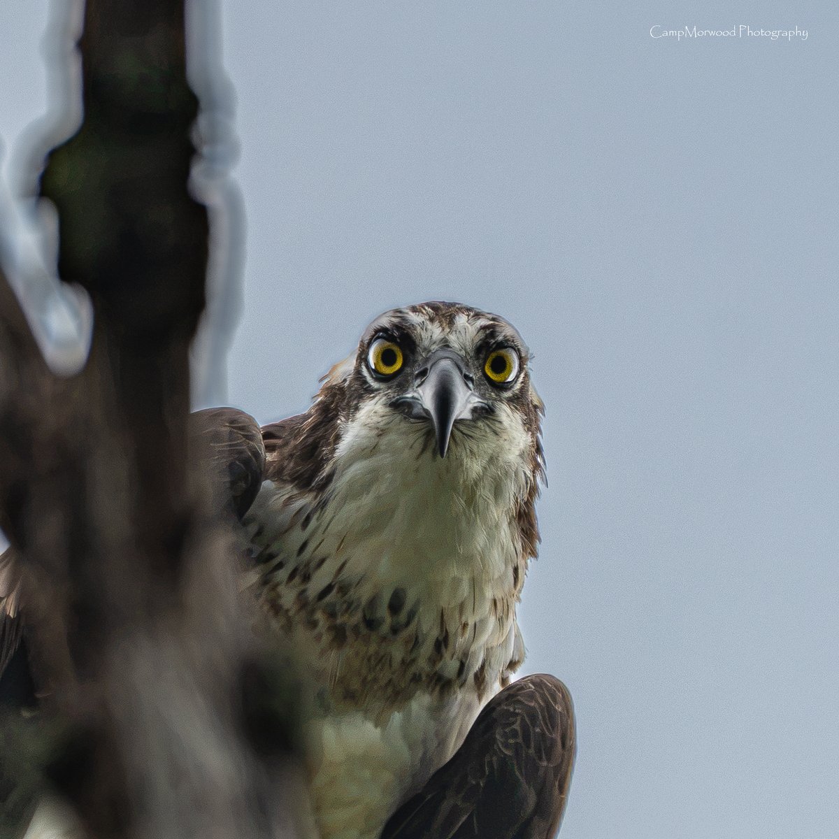 Campmorwood's tweet photo. When the Osprey lands right above you and is instantly judging you gear...😅 📸 
#Osprey #BirdsOfPrey #BirdPhotography #WildlifePhotography #BirdPortrait https://t.co/Vz5z8Nqw3w