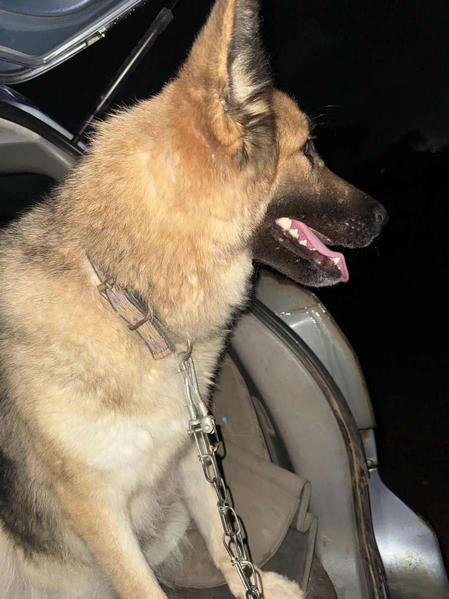 Olutunde0147's tweet photo. Night drive with big T🌃🦮❤️ https://t.co/T2rx2lYUZH