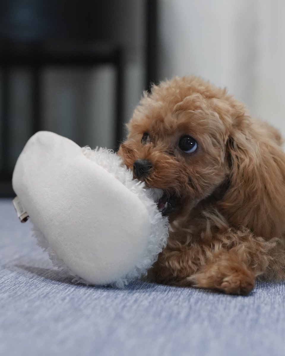 rina_marin523's tweet photo. スリッパ トイプーさんと

りほちゃんです🐶🤍 https://t.co/kWYtR5v9n1