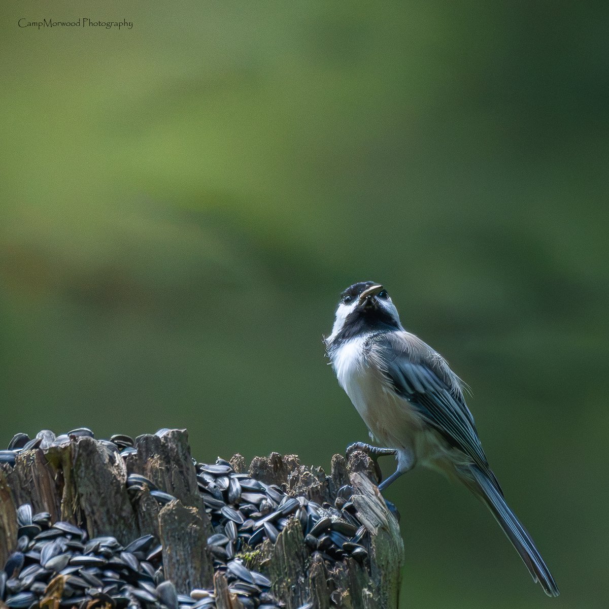 Campmorwood's tweet photo. This Black Capped Chickadee worked a photo shoot for a little bit of seeds.

#BlackCappedChickadee #Chickadee #BirdPhotography #Songbirds #WildlifePhotography #BirdsOfInstagram #Birding #NaturePhotography #BackyardBirds https://t.co/WyPKRgqp8V