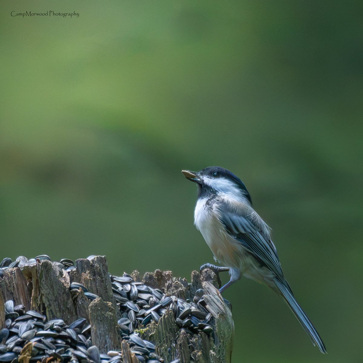 Campmorwood's tweet photo. This Black Capped Chickadee worked a photo shoot for a little bit of seeds.

#BlackCappedChickadee #Chickadee #BirdPhotography #Songbirds #WildlifePhotography #BirdsOfInstagram #Birding #NaturePhotography #BackyardBirds https://t.co/WyPKRgqp8V