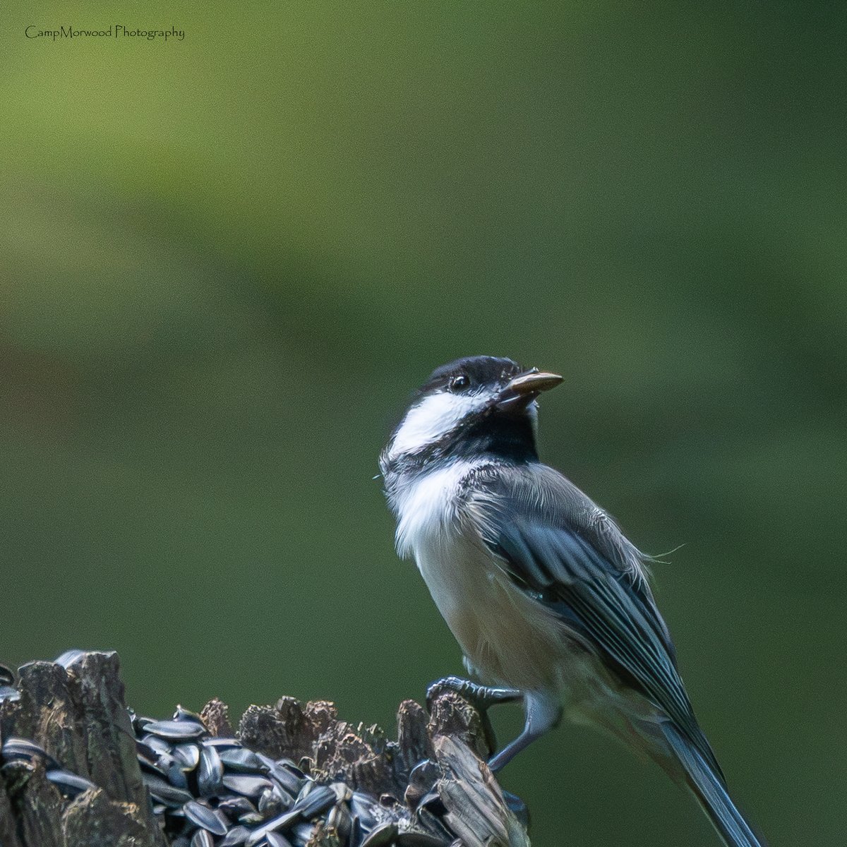 Campmorwood's tweet photo. This Black Capped Chickadee worked a photo shoot for a little bit of seeds.

#BlackCappedChickadee #Chickadee #BirdPhotography #Songbirds #WildlifePhotography #BirdsOfInstagram #Birding #NaturePhotography #BackyardBirds https://t.co/WyPKRgqp8V