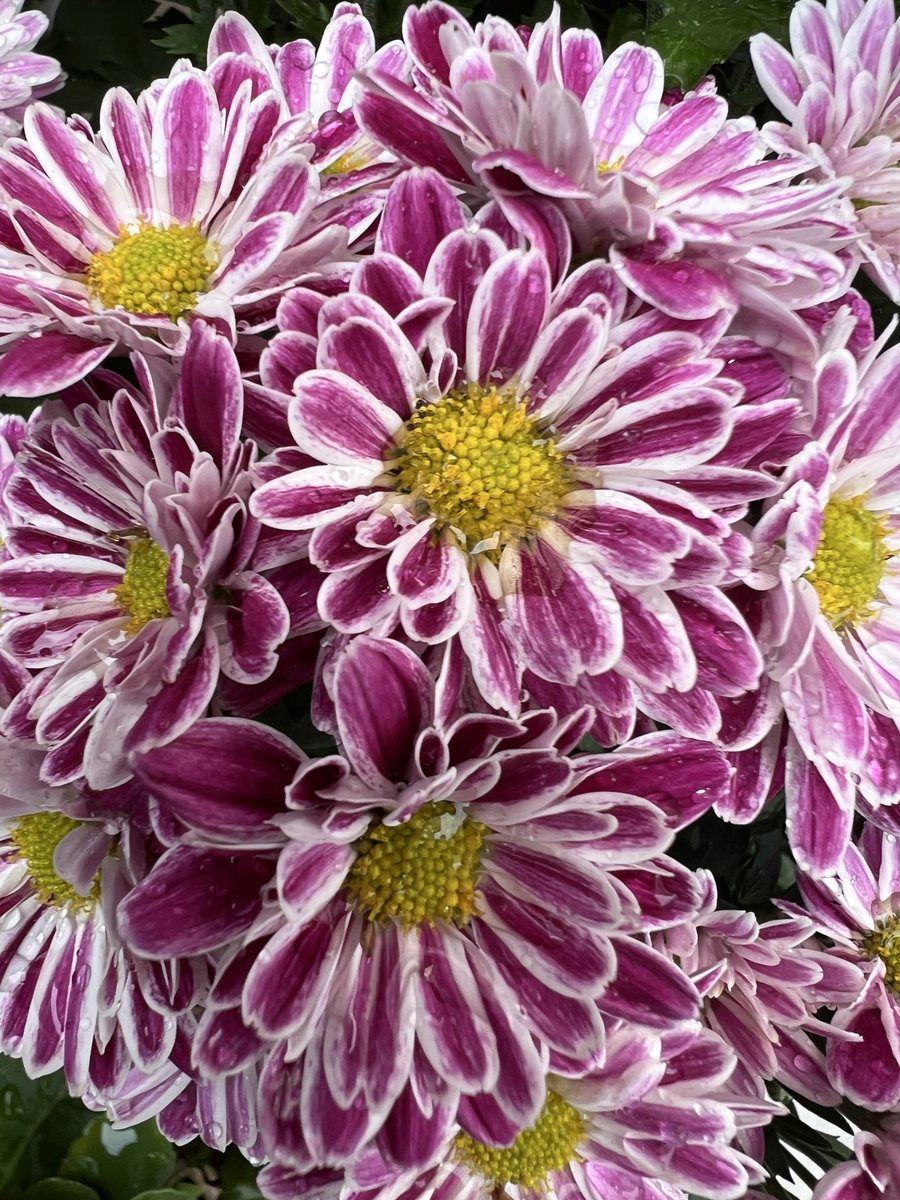 akz_musica's tweet photo. GM おはようございます☀️

今日の花は
「スプレーマム（洋菊）」

花言葉
・清らかな愛
・高潔 

濃いピンクと白が、一枚の花びらの中で混ざり合う華やかなスプレーマム。

違うものが一緒にあるからこそ、
生まれる面白さもあります。

好きなものも、考え方も、
全部ひとつに揃っていなくていい。

強気な自分もいれば、迷う自分もいる。
真面目な時もあれば、ふざけたい時もある。

どれか一つだけが、本当の自分じゃない。

いろんな色があるからこそ、
その人にしかない魅力になるのかもしれません。

今日も良い一日を😊✨🎵