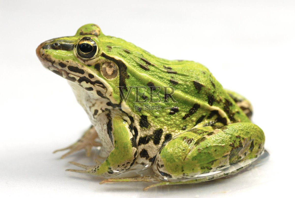carol31135's tweet photo. A tiny green frog escaped dirty rain puddles, hopping to dry grass! https://t.co/6jCKTsMkCy