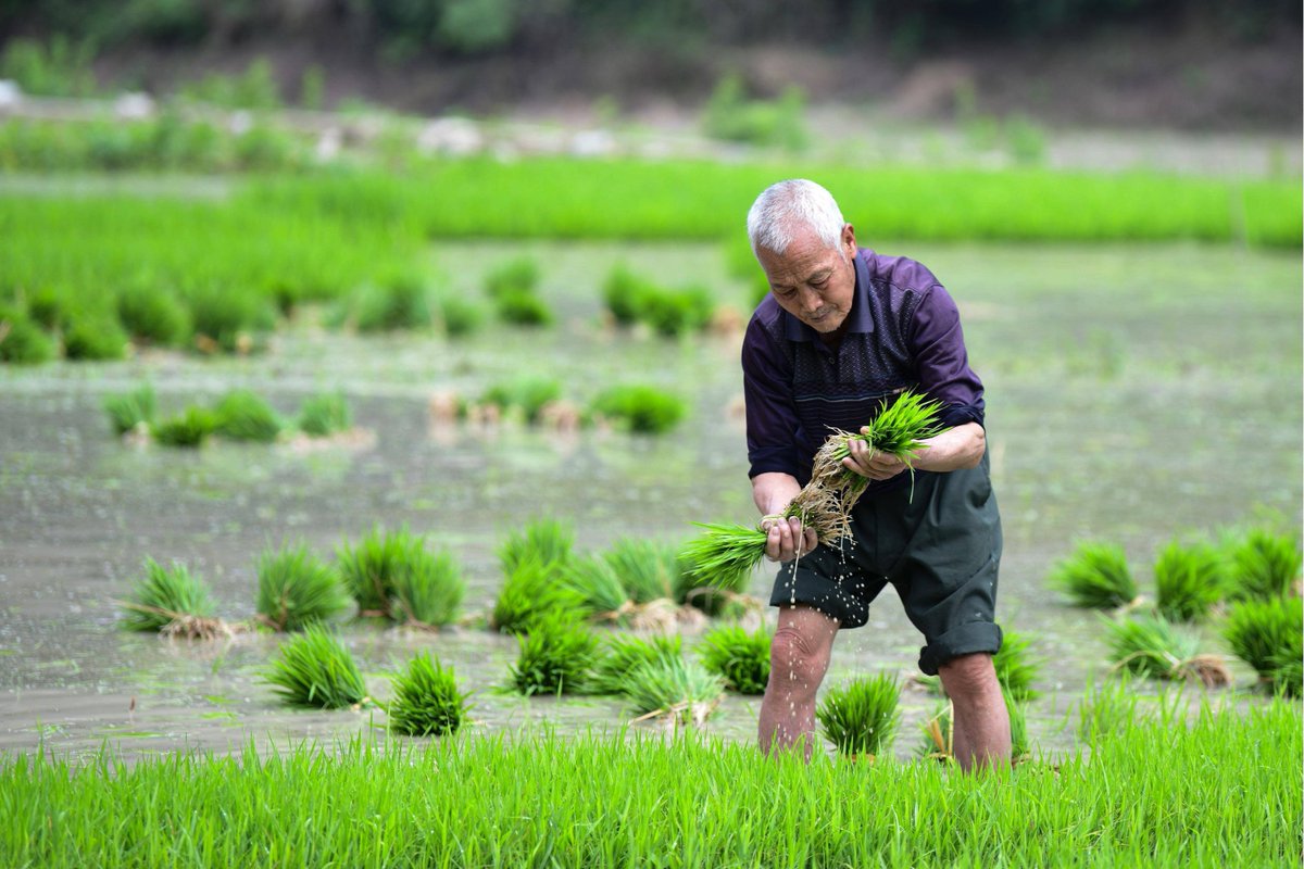 acposu's tweet photo. [Hey, it's time to farm these! Let's get the fields ready and grow something great today!]， https://t.co/cjByAtc0sM