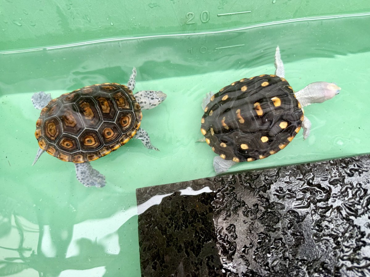 hiro_7707's tweet photo. オルナータとスーパーテキサス

@Repti_bug 
@tohira17 

#オルナータダイヤモンドバックテラピン
#テキサスダイヤモンドバックテラピン
#ダイヤモンドバックテラピン https://t.co/Q0Vpp5ApTH