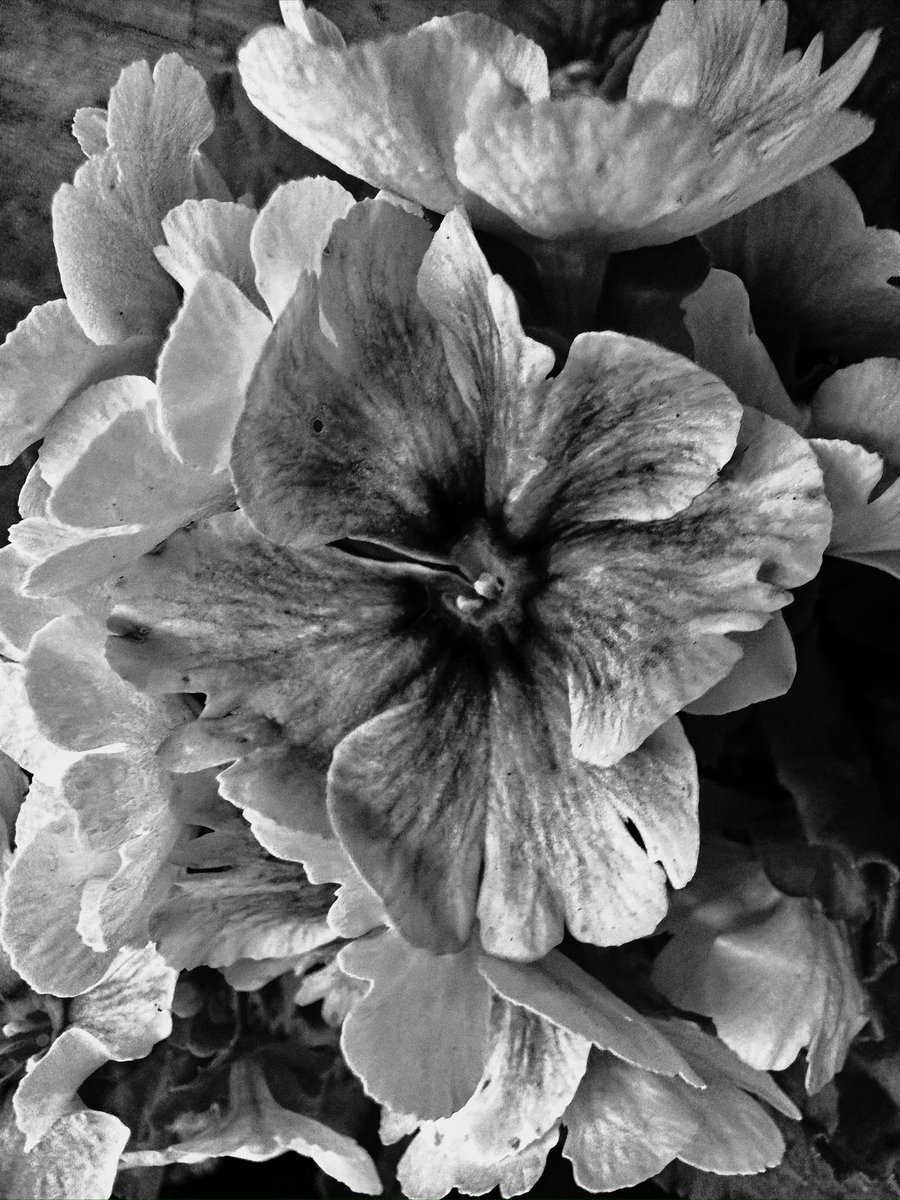 MikeFrye0511's tweet photo. Even without color they still bloom.                                                                #MonochromeMonday                             #ImperfectBeauty https://t.co/RTfBahavGX