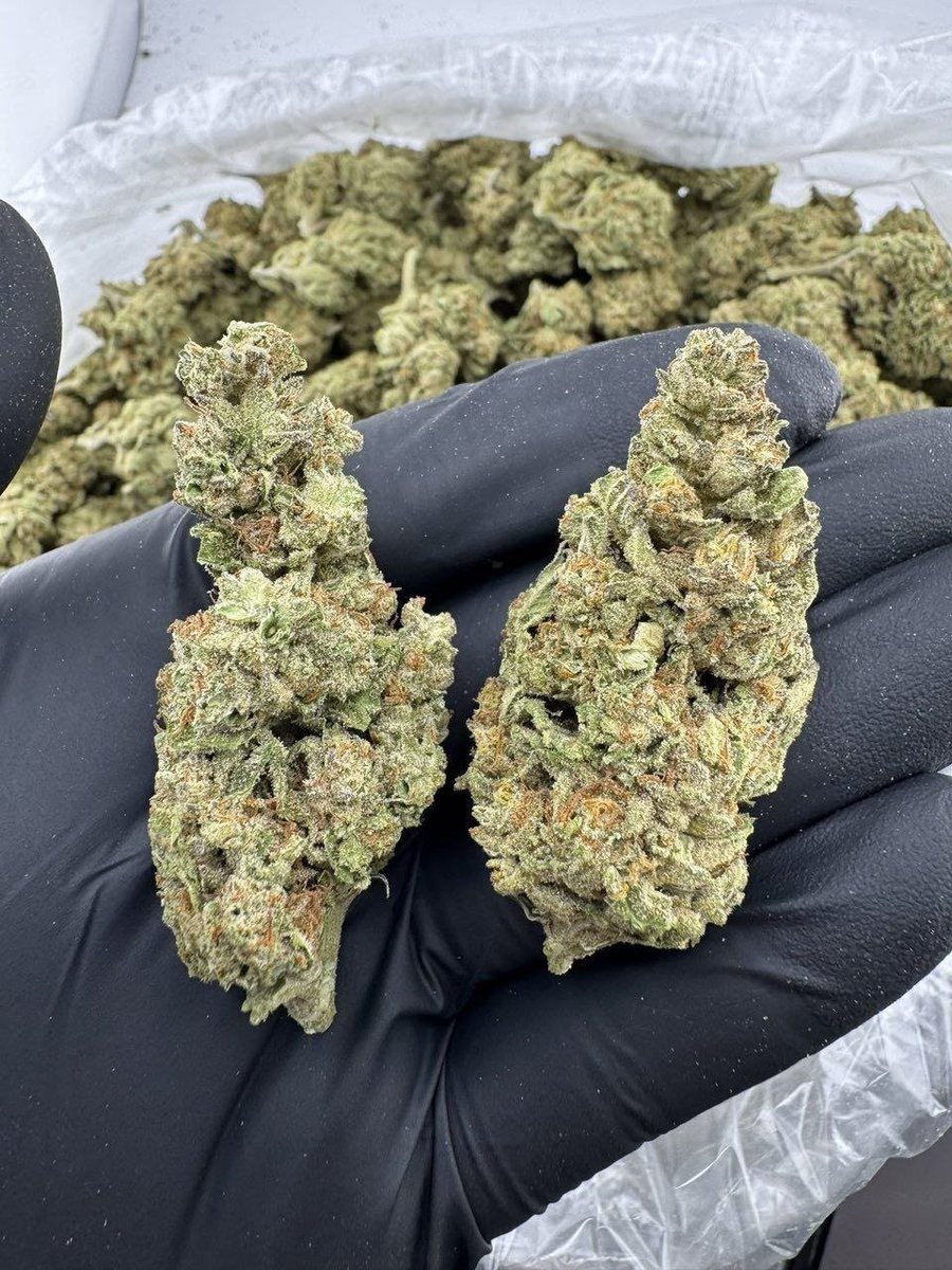 streetbreads's tweet photo. Modified sunset dep

$900
#chicagoweed #weedtwt #utahweed #davenportweed #weedplug #floridaweed #budorlando #serving #plug #nyc #weedinorlando #cannabis #caliweed #texasplug #dfw #atlweed #atlplug #yart #za #dallasplug #dallasweed #TXweed #htxplug #420usa #okc #mesquite #organic https://t.co/OAaaqv5vrq