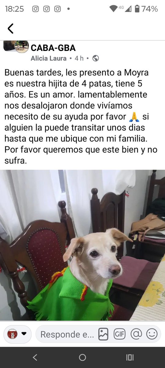 ALEXIANA777's tweet photo. Desalojan una señora en #CABA tiene una perrita desde bebe la señora esta desesperada .😢..pide si alguien que ame los perritos la puede tener unos dias hasta poder regularizar su situacion 😢😢🙏😢esta muy angustiada @DamaAlbiceleste @NikeYEyraGalgos @DefensoriaCABA @jorgemacri https://t.co/DmXsJ4mzOv