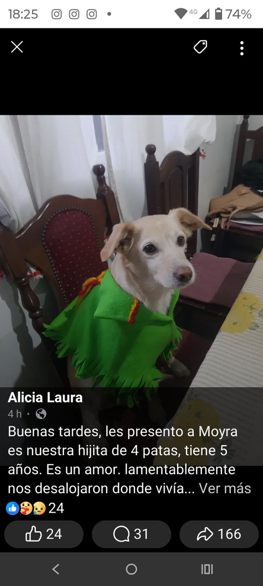 ALEXIANA777's tweet photo. Desalojan una señora en #CABA tiene una perrita desde bebe la señora esta desesperada .😢..pide si alguien que ame los perritos la puede tener unos dias hasta poder regularizar su situacion 😢😢🙏😢esta muy angustiada @DamaAlbiceleste @NikeYEyraGalgos @DefensoriaCABA @jorgemacri https://t.co/DmXsJ4mzOv