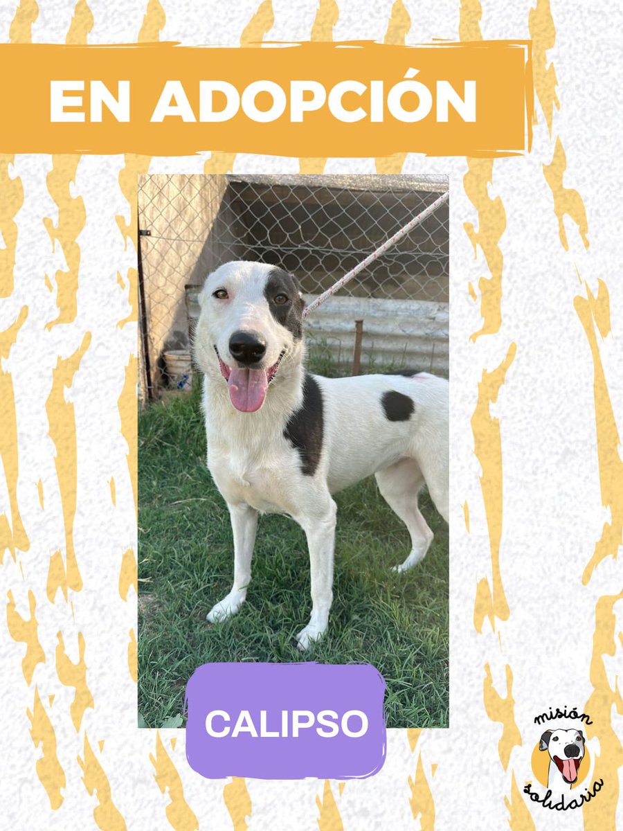 lagarzasosa_'s tweet photo. Calipso tiene 2 años. Está vacunada, castrada y desparasitada, y es de tamaño mediano. Esta pirata experta ya está lista para desembarcar en tu casa y robarse tu corazón ✨
Zonas CABA y GBA
Querés adoptarla? Escribime! 
misionsolidariatwitter@gmail.com 
Asunto: Calips
Rt porfa https://t.co/oKHbkfirXB