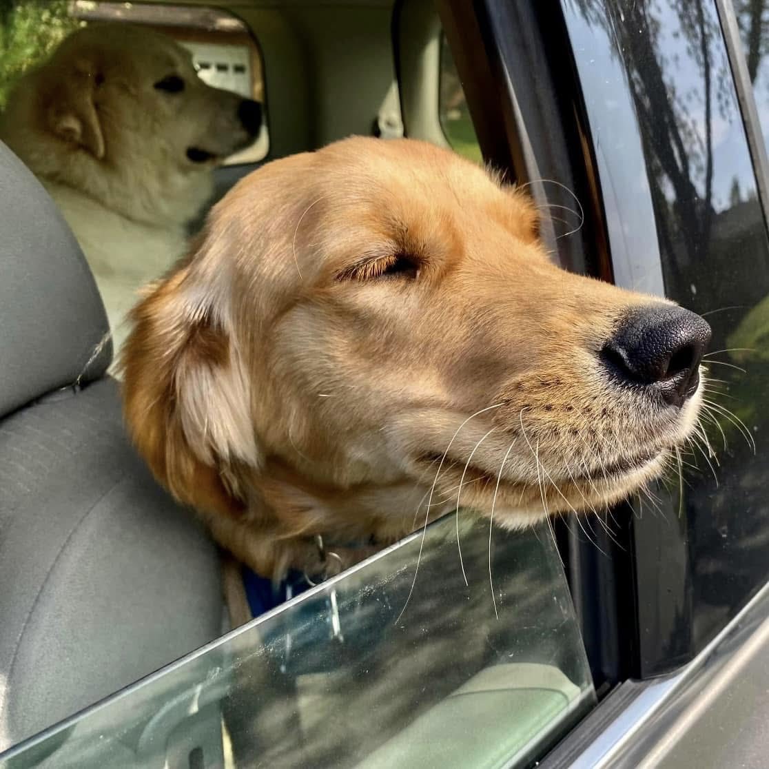 BryanMarquard's tweet photo. Always loved this photo of our neighbor Tallis savoring the outdoors with his sister, Ivory, in the background. Late September a couple of years ago. Nice memory. #dogs @dogandpuplovers @dogcelebration @ok32650586 @JanMcLa96148225 @Patrici02004557 https://t.co/ytDNze28Wh