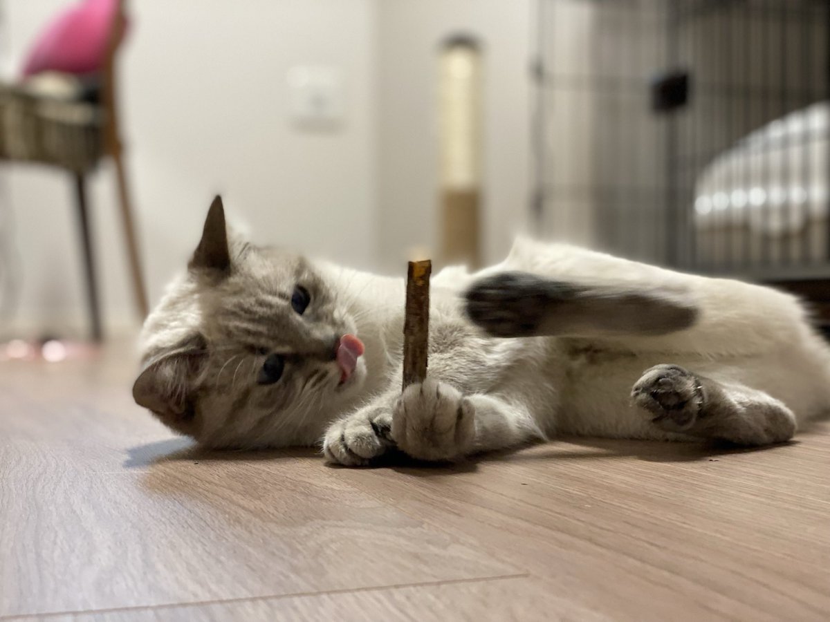uzucatart's tweet photo. この木の棒、なぜか興奮しちゃう‼️
#ねこ #猫 #cat #茶トラ #シャム猫 #保護猫 https://t.co/dURF2Ve3JT