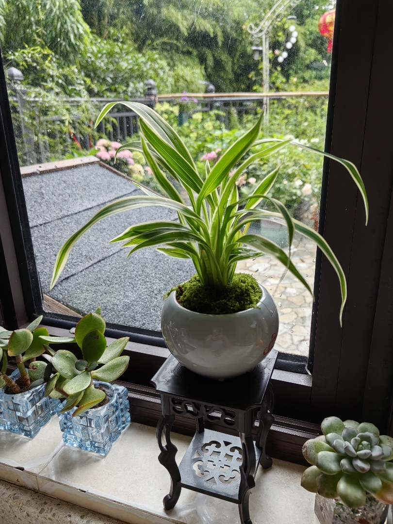 1998kg____'s tweet photo. I use 侔抠殴厝 to decorate my small garden, making it look like a cozy retreat. https://t.co/eXYM9GIZzW