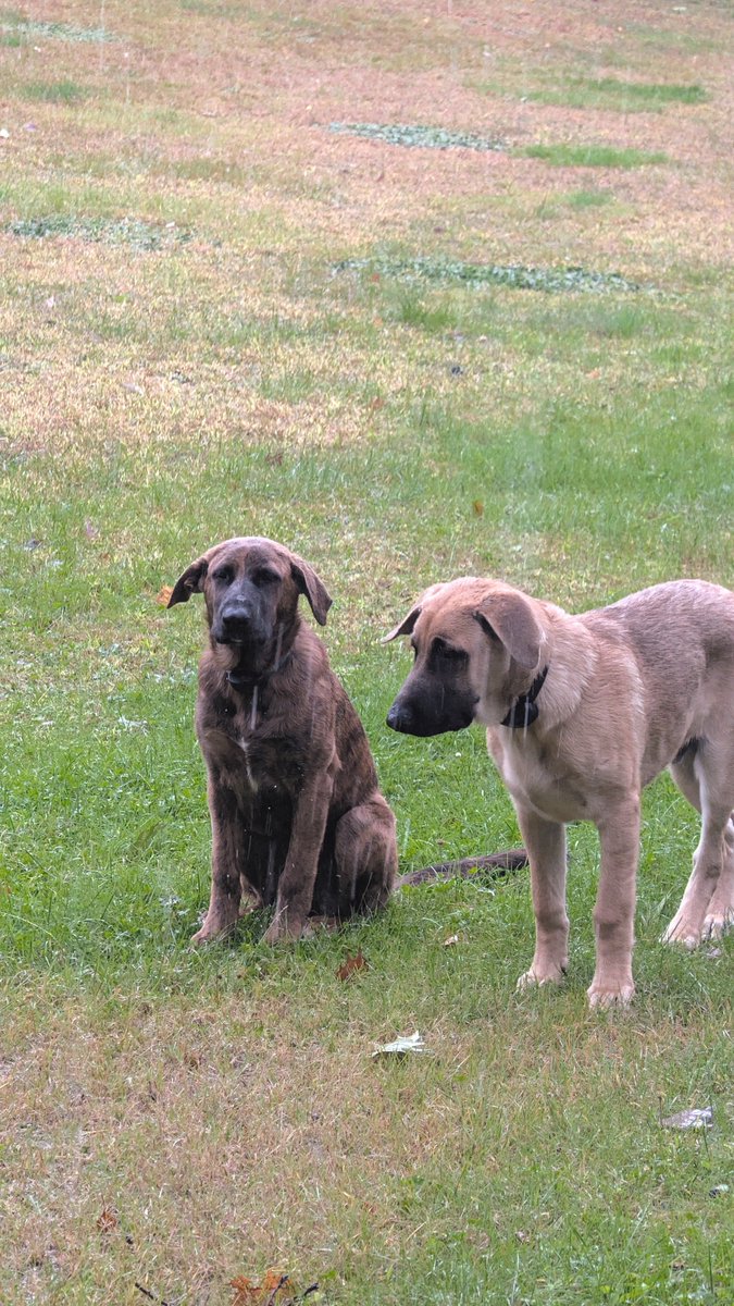 Granite_Stater1's tweet photo. Soggy puppies https://t.co/Z60GxFpb6d
