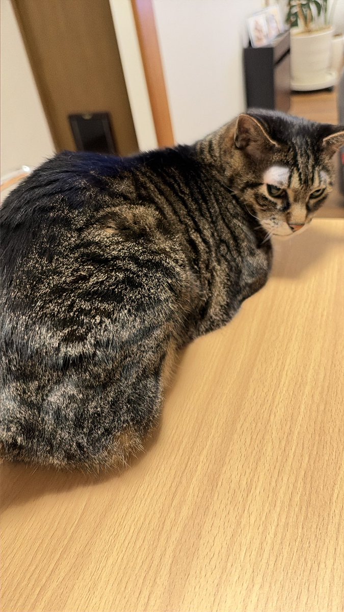 ClubCats4's tweet photo. おはようございます。
イワシさんのオシリ
突いてみた。の画

まあよく雨降るね。
洗濯も出来やしないじゃんね。

今日もご安全にお過ごしくださいませ。

#猫　#ネコ　#ねこ　#cat https://t.co/b7KiuuTphZ