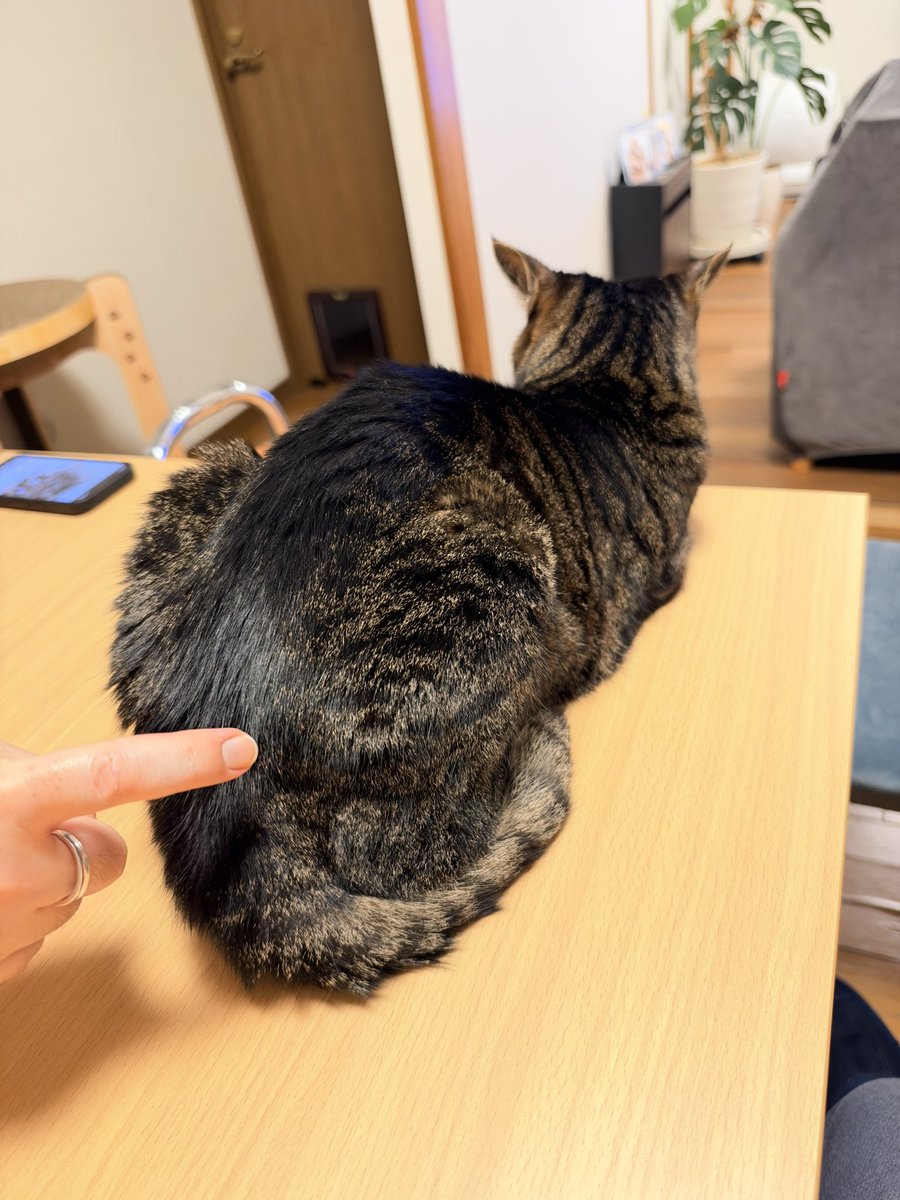 ClubCats4's tweet photo. おはようございます。
イワシさんのオシリ
突いてみた。の画

まあよく雨降るね。
洗濯も出来やしないじゃんね。

今日もご安全にお過ごしくださいませ。

#猫　#ネコ　#ねこ　#cat https://t.co/b7KiuuTphZ