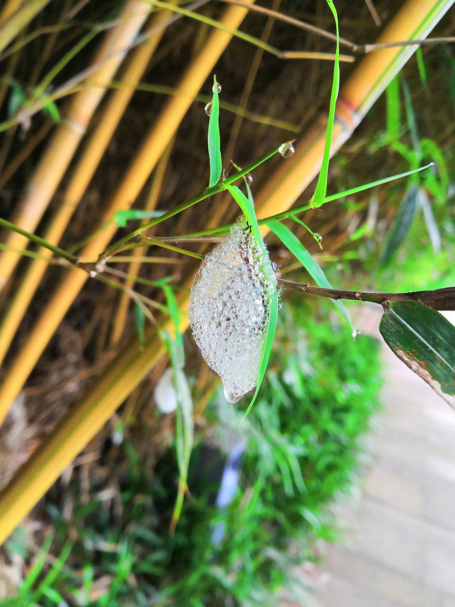 georg47132's tweet photo. [Fresh pupae in the curtained jar show tiny new vitality!]， https://t.co/F8BGuP7QwY