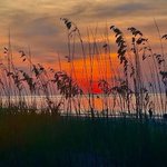 Photo by Friends of Hunting Island (@FOHISC)