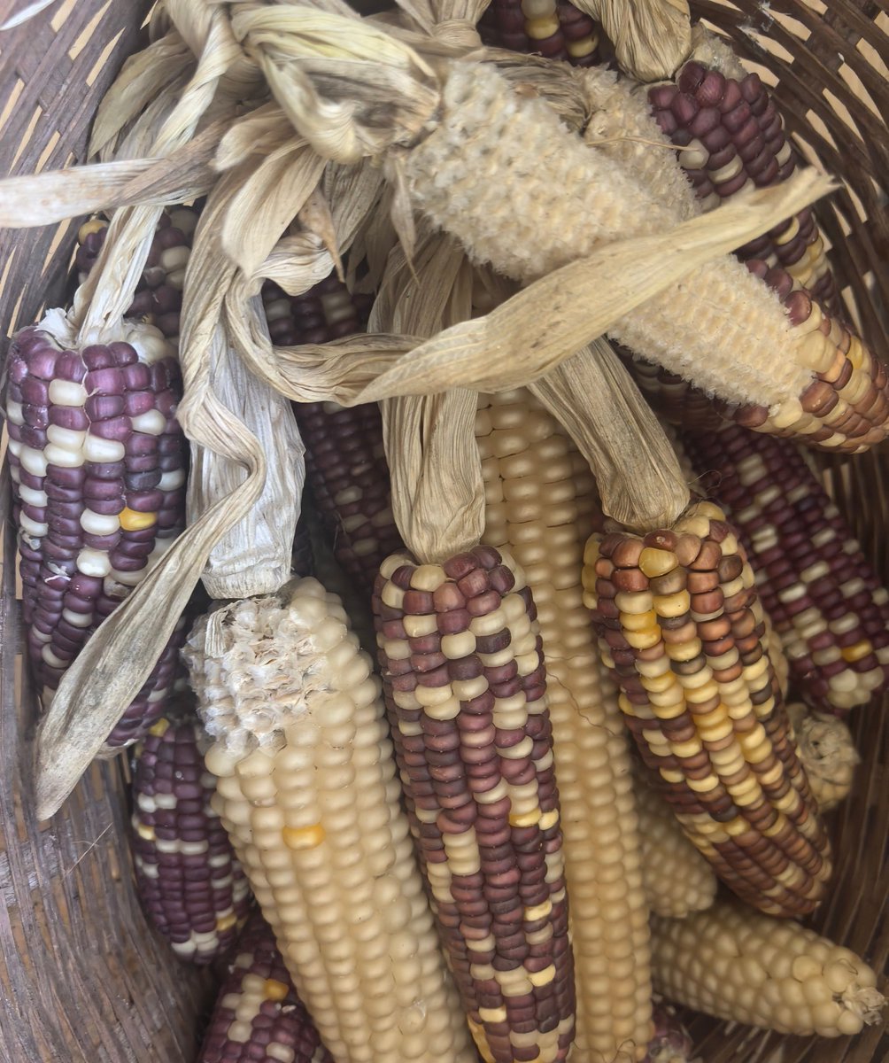 trux_dfd40's tweet photo. Just picked fresh food from the kitchen "口肯稼备" area—so crisp and ready for cooking!， https://t.co/SAPWSVS17H