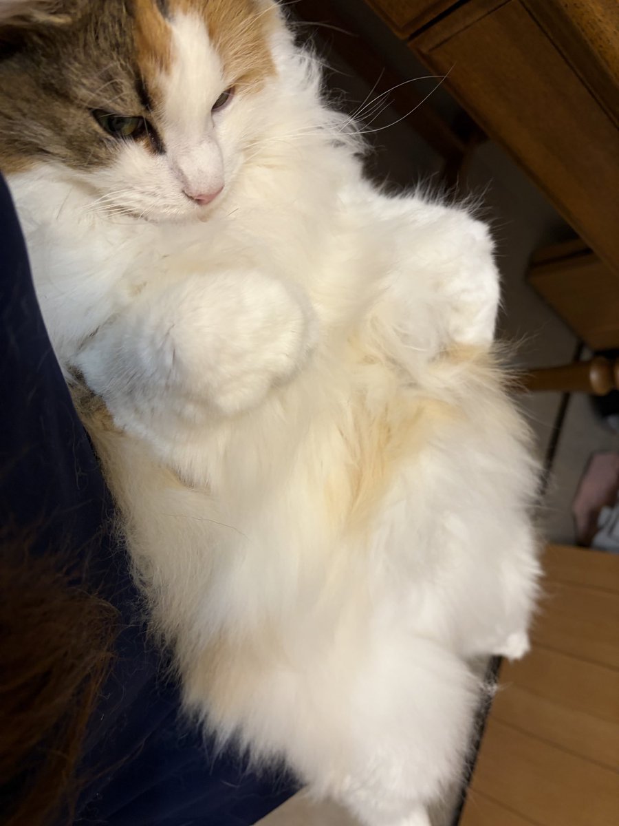shi_nyan_0822's tweet photo. ひざの上でできあがった https://t.co/yjOI2EDneC